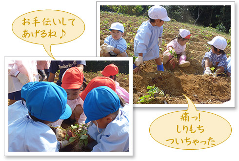 お芋掘り写真