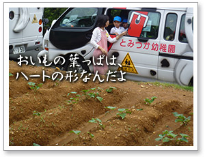お芋畑の見学写真