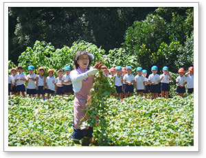 9月芋畑見学写真