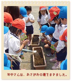 植物の栽培写真