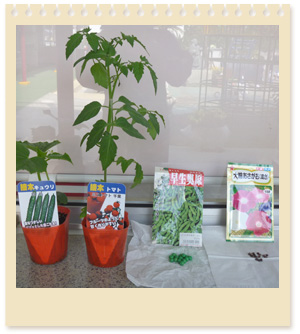 植物の栽培写真