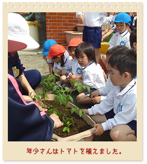 植物の栽培写真