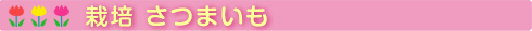 栽培 さつまいも