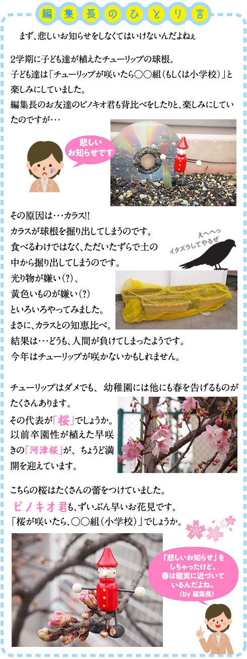 ＜編集後記＞まず、悲しいお知らせをしなくてはいけないんだよねぇ  ２学期に子ども達が植えたチューリップの球根。 子ども達は「チューリップが咲いたら○○組（もしくは小学校）」と楽しみにしていました。 編集長のお友達のピノキオ君も背比べをしたりと、楽しみにしていたのですが・・・ その原因は・・・カラス！！ カラスが球根を掘り出してしまうのです。 食べるわけではなく、ただいたずらで土の中から掘り出してしまうのです。 光り物が嫌い（？）、黄色いものが嫌い（？）といろいろやってみました。 まさに、カラスとの知恵比べ。 結果は・・・どうも、人間が負けてしまったようです。 今年はチューリップが咲かないかもしれません。 チューリップはダメでも、幼稚園には他にも春を告げるものがたくさんあります。 その代表が「桜」でしょうか。 以前卒園性が植えた早咲きの「河津桜」が、ちょうど満開を迎えています。 こちらの桜はたくさんの蕾をつけていました。 ピノキオ君も、ずいぶん早いお花見です。 「桜が咲いたら、○○組（小学校）」でしょうか。 「悲しいお知らせ」をしちゃったけど、春は確実に近づいているんだよね。　（ｂｙ　編集長）