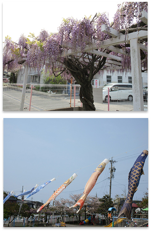 藤の花、こいのぼり