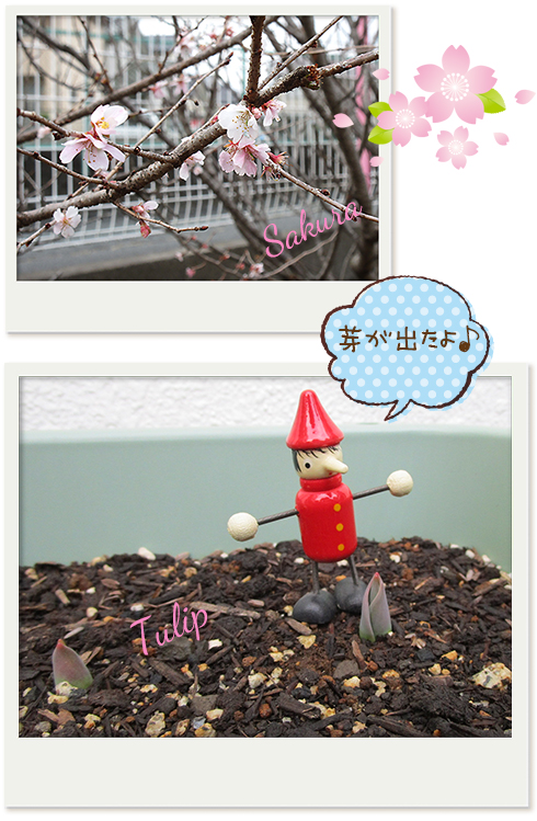 桜、チューリップ